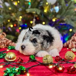 Emerald - Blue merle and white female Sheepadoodle puppy in Tahlequah, Oklahoma from Mulberry Ridge Doodles