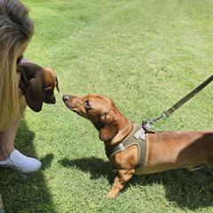 Dachshund All Grown Up from Luna May's daschunds