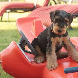 Airedale Terrier Puppies from Spindletop Airedale Terriers