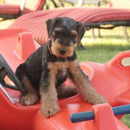 Airedale Terrier Puppies from Spindletop Airedale Terriers