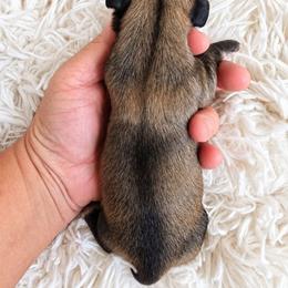 Cleo - Cream female Dachshund puppy in Riverdale, Utah from Behive Doxies