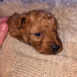 Miss Mint - Red  female Poodle puppy in Dolan Springs, Arizona from High Desert Companions