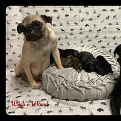Dachshunds and Pugs from Wiggle'n V Ranch