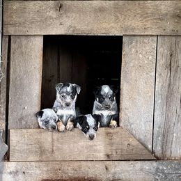 Australian Cattle Dog Puppies from Tri Star Heelers