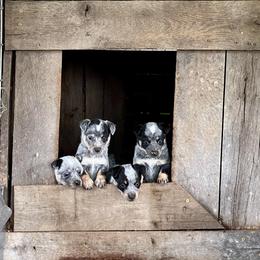 Australian Cattle Dog Puppies from Tri Star Heelers