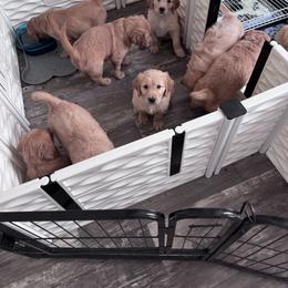 Golden Retriever Puppies from McAbee’s Golden Retrievers