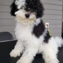 Harley - Poodle