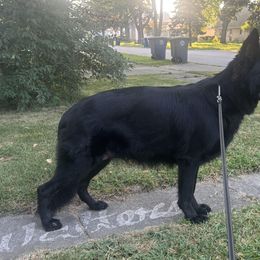 German Shepherds from Mitso Shepherds