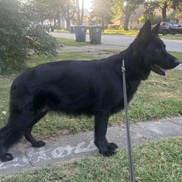 German Shepherds from Mitso Shepherds