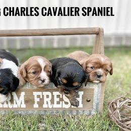 Aussiedoodles and Cavalier King Charles Spaniels from Shelby Paws