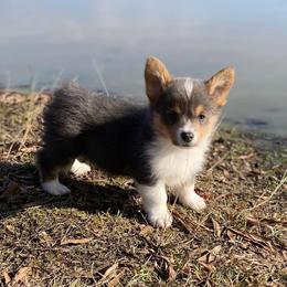 American Corgi and Pembroke Welsh Corgi Puppies from Tori’s Sassy Corgis