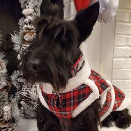 Greer - Scottish Terrier