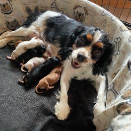 Priscilla - Cavalier King Charles Spaniel