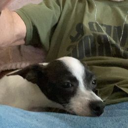 Lulu - Chihuahua