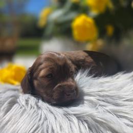 Lady - Chocolate female Dachshund puppy in Grant, Michigan from Low Down Dashchuand