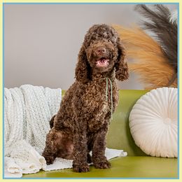 Arsos - Brown male Cockapoo puppy in Connersville, Indiana from Deaz Doodle Ranch