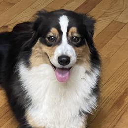 Australian Shepherds from Windfall Homestead
