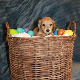 Boy 2 - Cream male Dachshund puppy in Amarillo, Texas from Panhandle Dashing Doxies