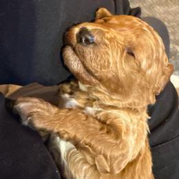 Henry - Red  male Poodle puppy in Akeley, Minnesota from Blessed Acres Miniature Poodles