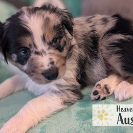Jack Sparrow - Australian Shepherd puppy from Heaven Scent Aussies