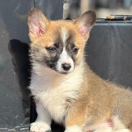 Red Girl - Red female Pembroke Welsh Corgi puppy in Bay Area, California from MJ's Corgis