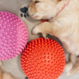 Golden Retriever Puppies from Gillit Family Goldens of NTX