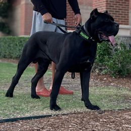 Brutus - Cane Corso