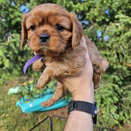 Purple - Ruby female Cavalier King Charles Spaniel puppy in Utah from Parker Puppies