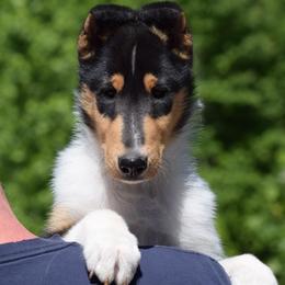 Bart - Black white and tan male Collie puppy in North Carolina from Sunway Kennels