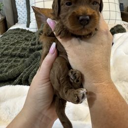 Goldendoodle and Maltipoo Puppies from Jessica's Maltipoo and Goldendoodle
