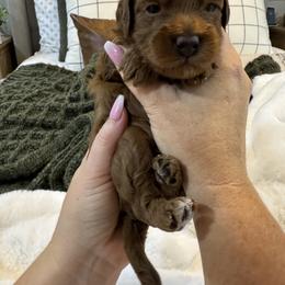 Goldendoodle and Maltipoo Puppies from Jessica's Maltipoo and Goldendoodle