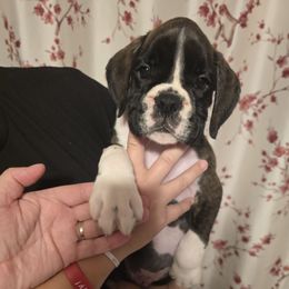 Bhodi - Brindle male Boxer puppy in Mount Zion, Illinois from Foulk's Boxer Puppies