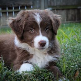 Australian Shepherd Puppies from Forte Australian Shepherds & Co.