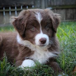 Australian Shepherd Puppies from Forte Australian Shepherds & Co.
