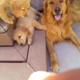 Golden Retriever Puppies from PC Goldens
