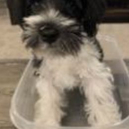 Miniature Schnauzers from Beautiful Love