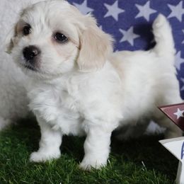 Emmy - White female Coton de Tulear puppy in Forney, Texas from Buttercup Cotons of Texas