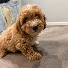 Girl 3 - female Sheepadoodle puppy in Daytona Beach, Florida from Lindy’s Doodles