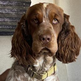Cheyenne - English Springer Spaniel