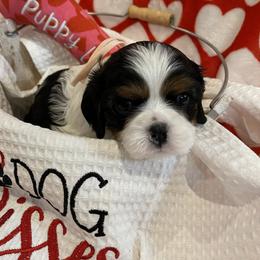 Girl 2 - female Cavalier King Charles Spaniel puppy in Spokane, Washington from Rolling Meadows Cavaliers