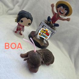Boa - Chocolate and tan female Dachshund puppy in Las Piedras from New Empire Kennels