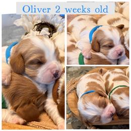 Oliver - Blenheim male Cavalier King Charles Spaniel puppy in Atwater, California from Countryside Royalty Cavaliers