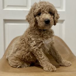 Mayo - Apricot Goldendoodle puppy in Bartow, Florida from Furever Doodles