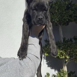 Black brindle female - Black brindle female Cane Corso puppy in California from Donato Kennels