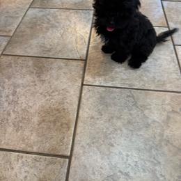 Onyz - Black male Poodle puppy in Pueblo West, Colorado from Little Paws Poodles
