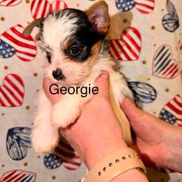 Georgie - Parti male Yorkshire Terrier puppy in Clarksburg, Indiana from Hidden Gems Parti Yorkies