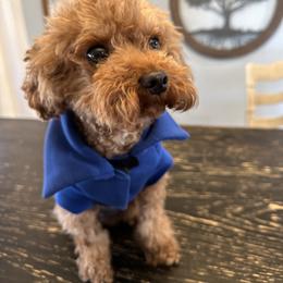 Tucker - Poodle