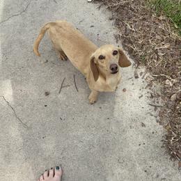 Miette - Dachshund