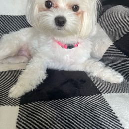 Bella - Maltese