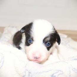 AKC Orange ID Girl - Black and tan female Pembroke Welsh Corgi puppy in Ash Flat, Arkansas from Arkansas Corgis